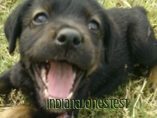 Indianajonestest